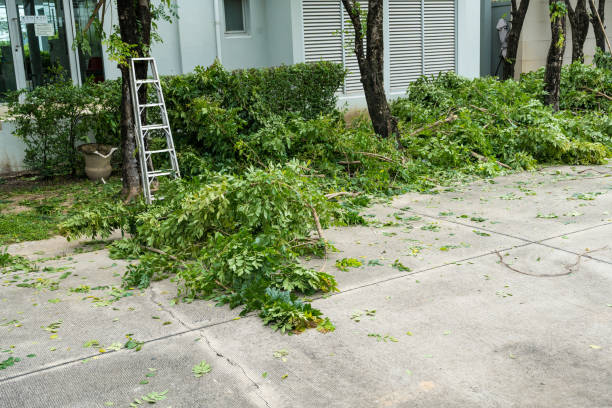 Best Storm Damage Tree Cleanup  in New Roads, LA